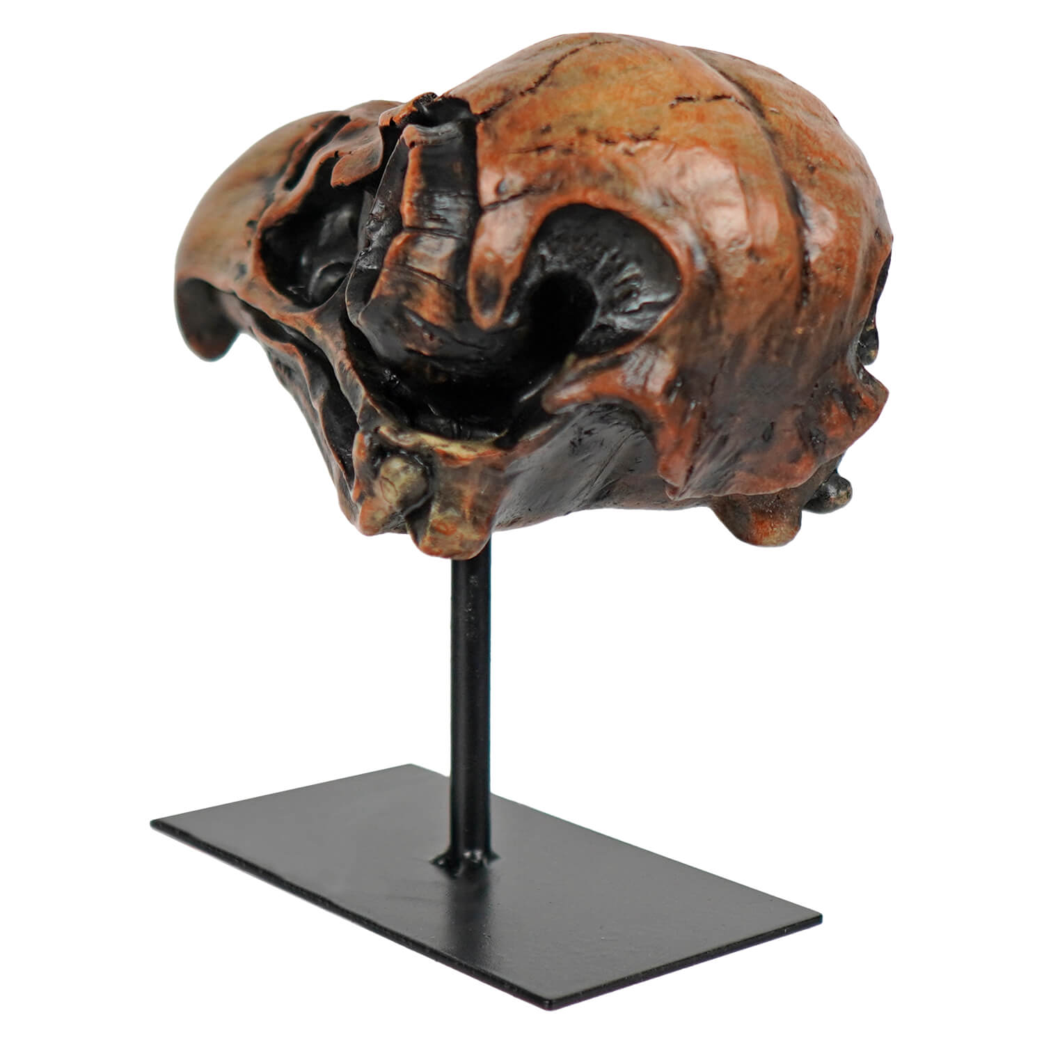 7.5" Last Flight Bird Skull On Stand
